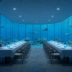plongez dans l'univers unique de the abyss à pairi daiza, une expérience immersive inédite en europe mêlant aventure et gastronomie au cœur d'un cadre exceptionnel.