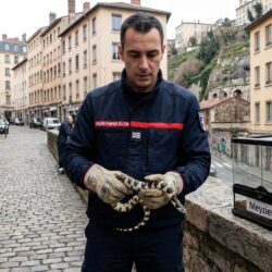 à lyon, une découverte inattendue : un serpent de californie caché sous les chaises d'un restaurant suscite étonnement et curiosité.