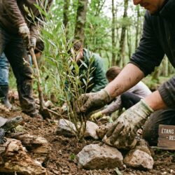 découvrez la restauration d’un étang forestier en maine-et-loire réalisée avec le soutien de la fondation du patrimoine, un projet visant à préserver la biodiversité locale et valoriser le patrimoine naturel.